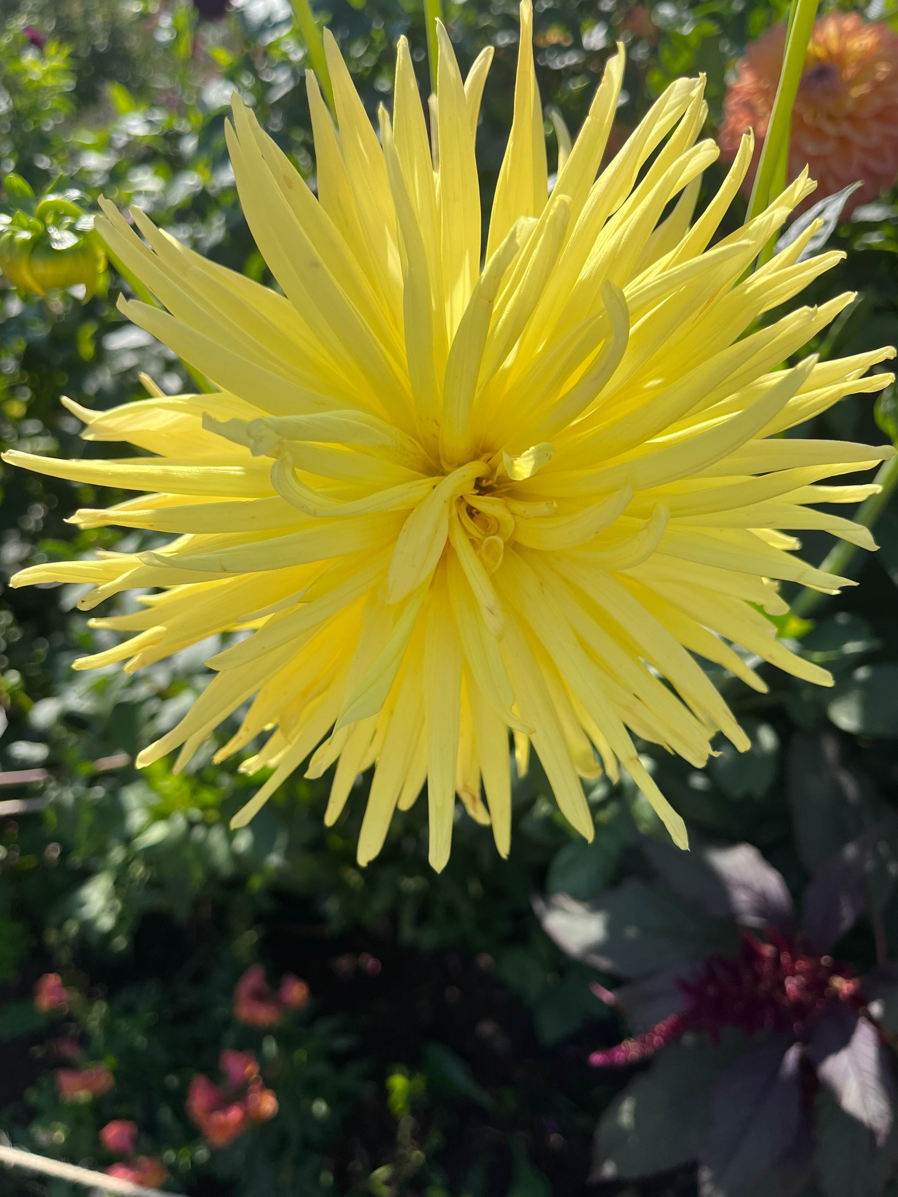 Bright_Life_in_Summer